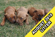 Puppies