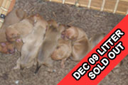 Puppies