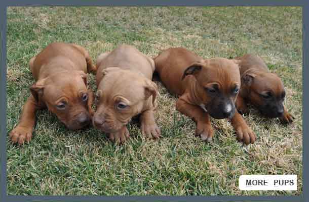 Puppies