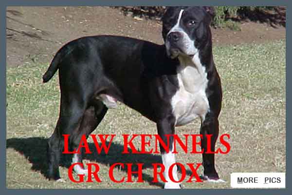 Rox at 11 year R.I.P